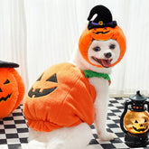 Halloween Pet Costume